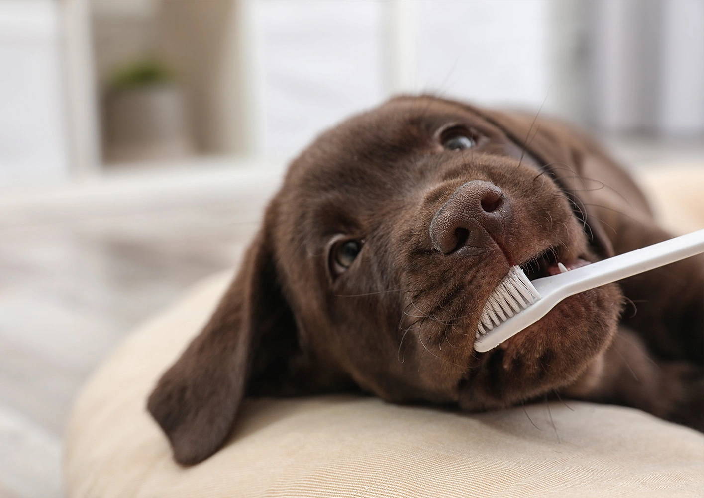How To Clean Your Dog's Teeth